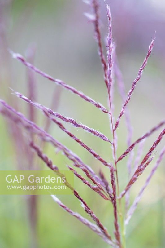 Detail of opening flower-head of grass Miscanthus sinensis 'China'.