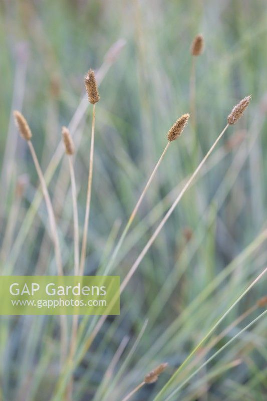 Seedheads of blue grass Sesleria nitida