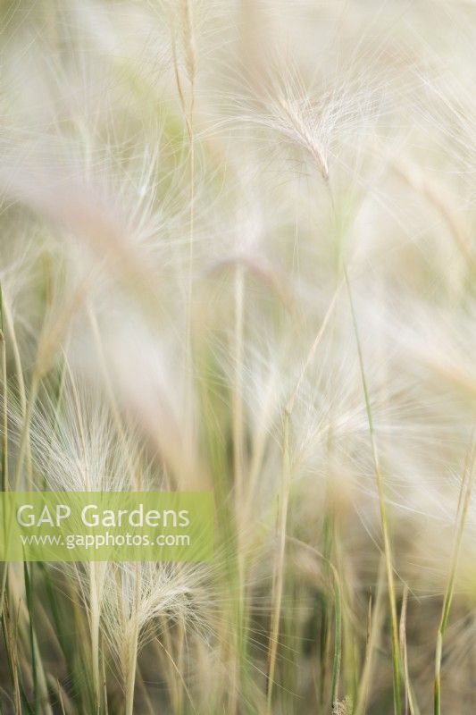 Hordeum jubatum, foxtail barley