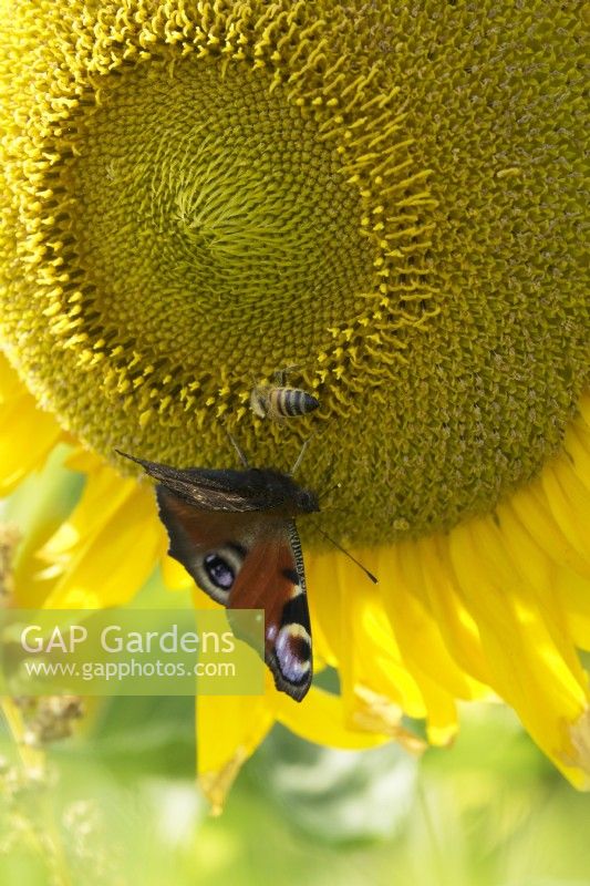 Aglais io - Peacock Butterfly and Bee on Helianthus.