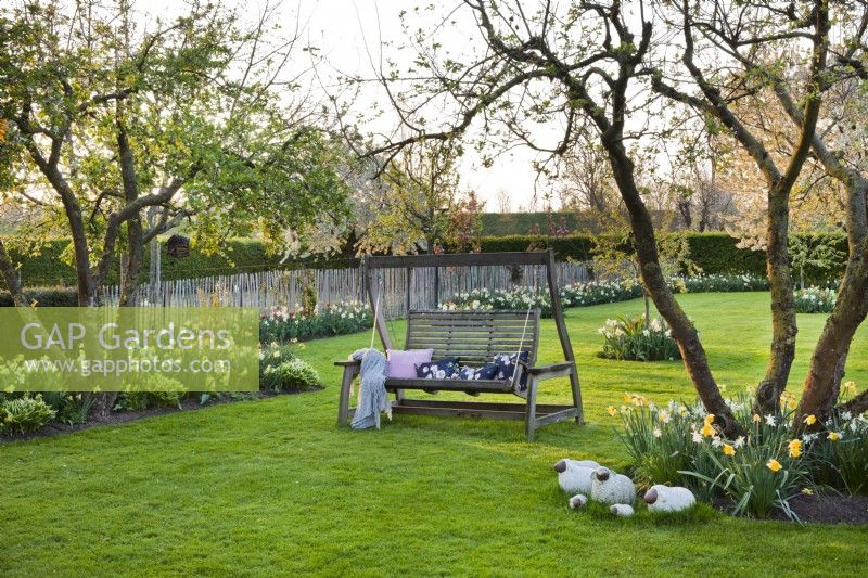 Orchard garden with swing bench on lawn surrounded with borders of tulips and daffodils.