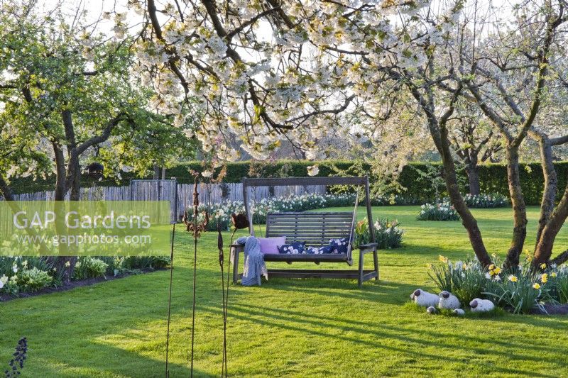Orchard garden with swing bench on lawn surrounded with borders of tulips and daffodils.