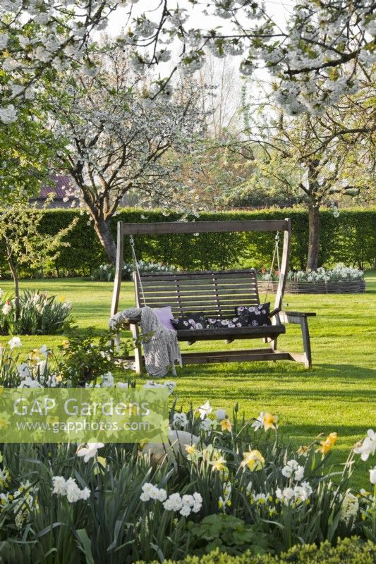 Orchard garden with swing bench on lawn surrounded with white - yellow themed borders of tulips and daffodils.