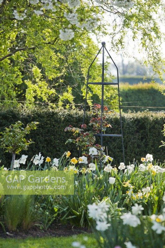 Yellow  - white themed border with daffodils and tulips.
