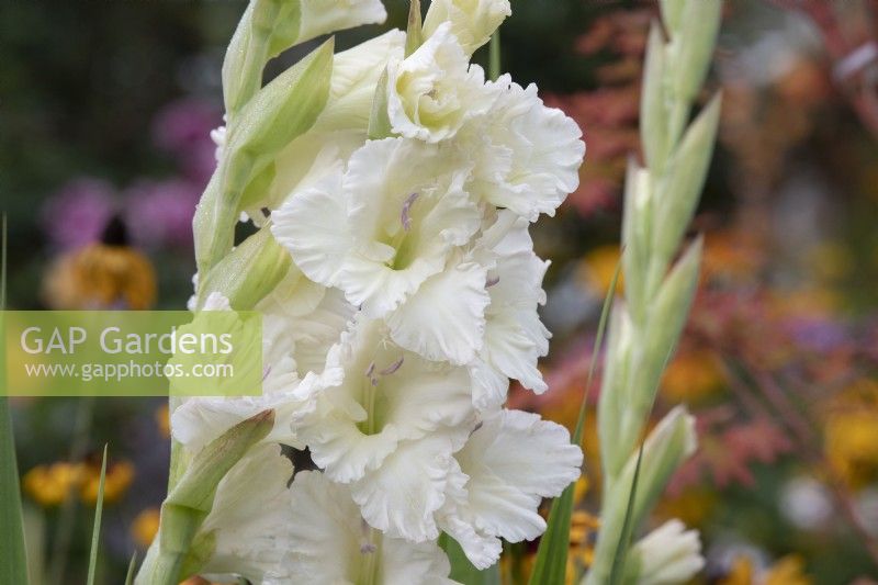 Gladiolus 'White Prosperity' - Gladioli