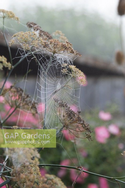 Spiders web amongst the fennel