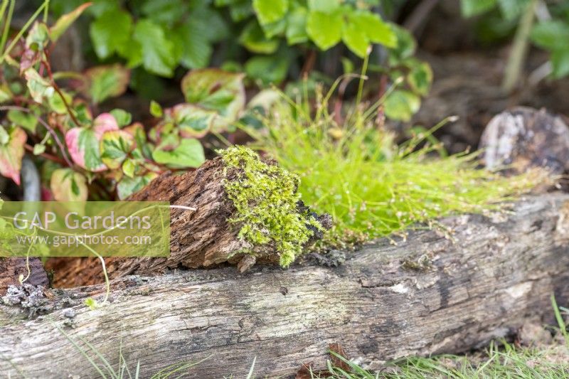 Moss growing on the end of a piece of driftwood