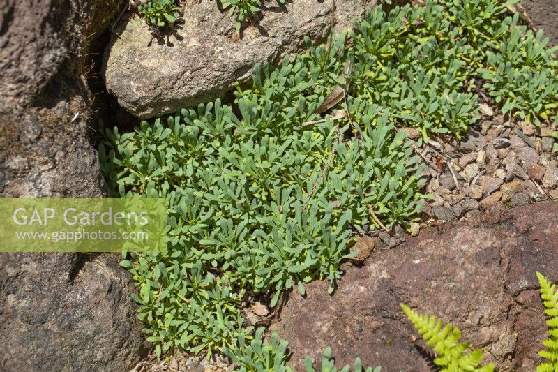 Petrophytum caespitosum, summer July