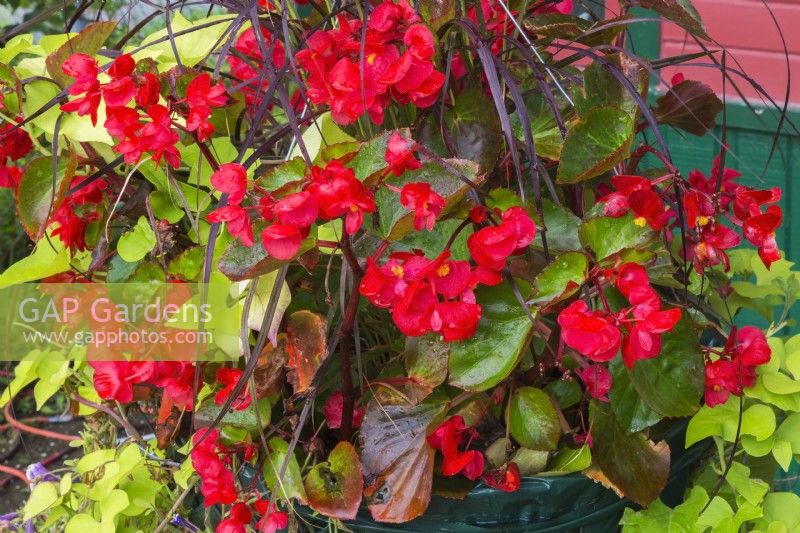 Begonia tuberous and Ipomoea - Morning Glory in container in summer.