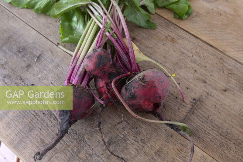 Beta vulgaris 'Chioggia' beetroot freshly harvested from the allotment on a wooden work top. 