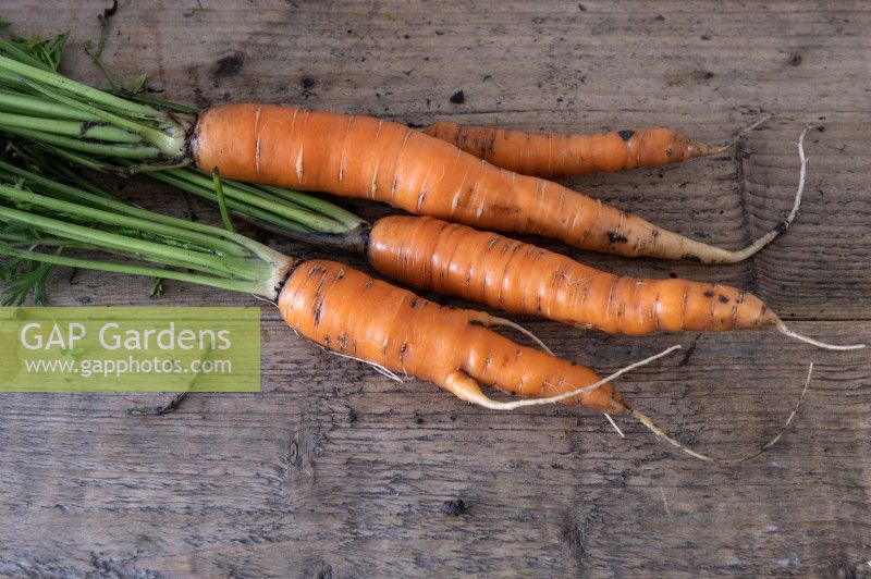 Daucus carota 'Robila' carrots