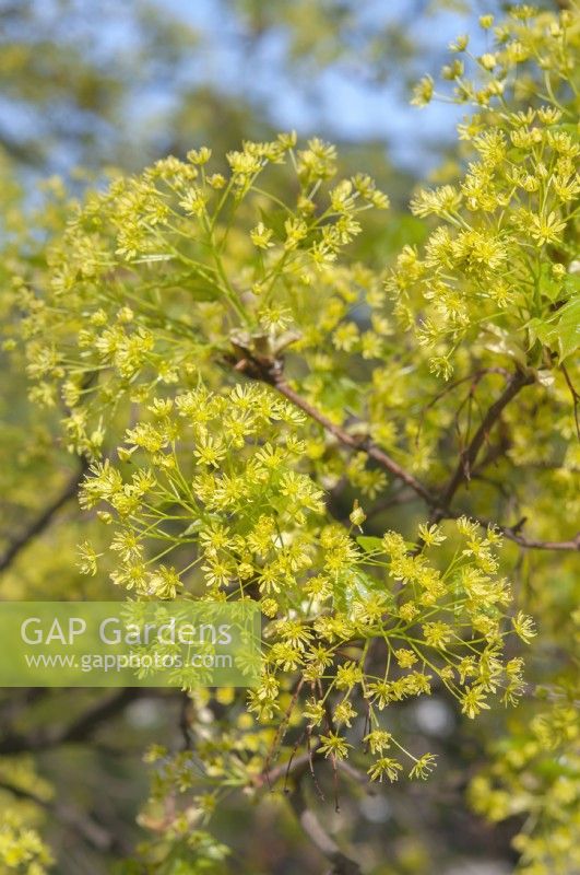 Acer platanoides - Norway Maple flowers closeup in early spring