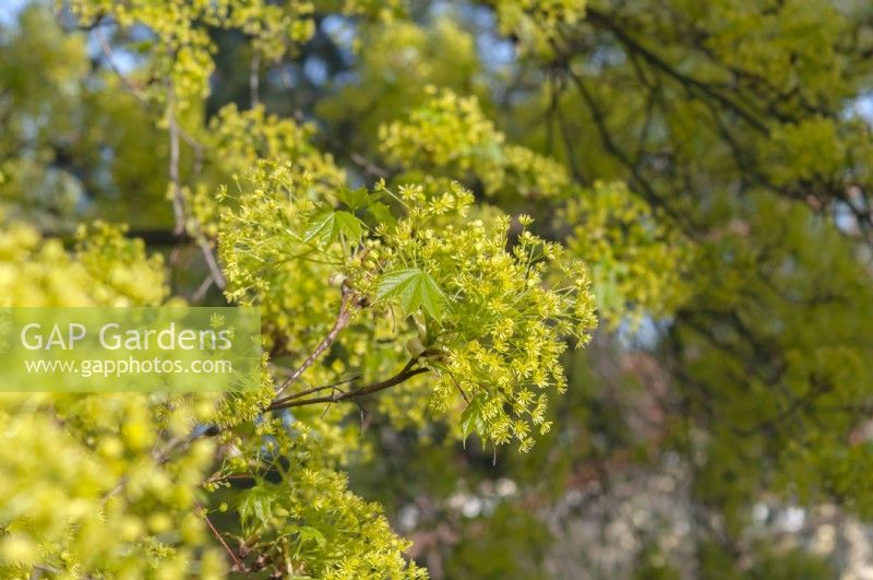 Acer platanoides - Norway Maple flowers closeup in early spring