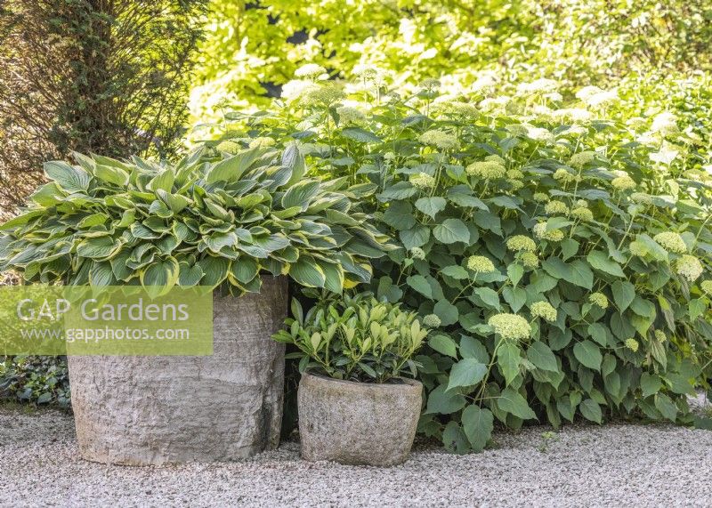 Plant containers with Hosta and Prunus laurocerasus, next to a border with flowering Hydrangea, autumn September
