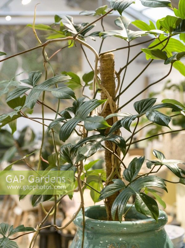 Philodendron pedatum Florida Green in pot, autumn November