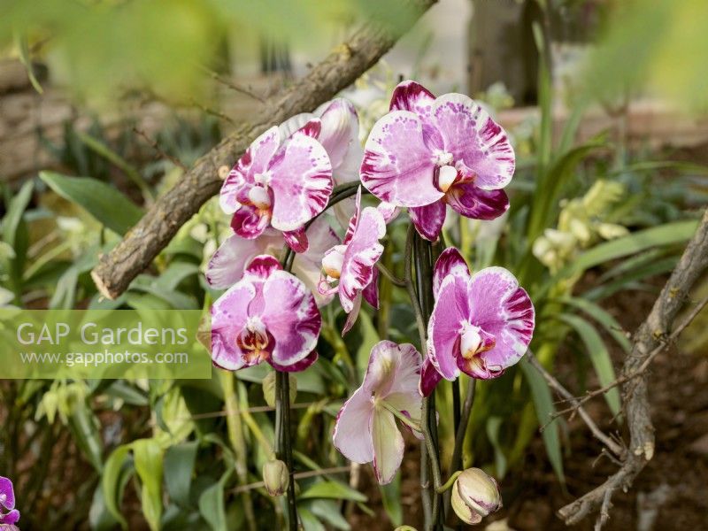 Phalaenopsis Magic Art, spring April