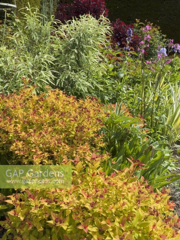 Spiraea japonica Magic Carpet 'Walbuma' in mixed spring border