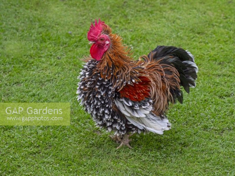 Bantam cockerel free ranging in garden