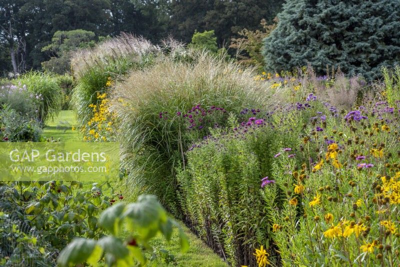 Prairie style border with grasses and perennials in display garden.  Plants inc: Miscanthus and Asters 