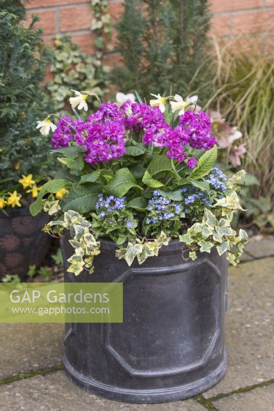 Primula 'Pretty Polly Deep Lilac' planted in a faux lead container with variegated ivy, forget-me-nots and dwarf narcissus. March
