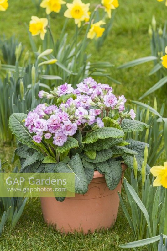 Primula 'Pretty Polly Soft Pink' planted in a spring container on lawn with naturalised narcissus. March
