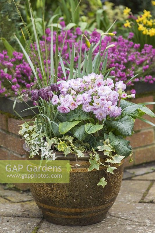 Primula 'Pretty Polly Soft Pink' planted in a spring container with Fritillaria meleagris,variegated ivy and narcissus. March