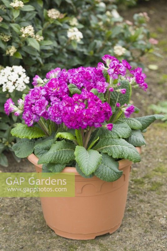 Primula 'Pretty Polly Deep Lilac' planted in a spring container beside Viburnum tinus. March