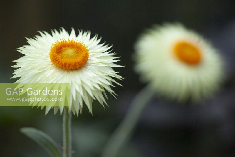 Helichrysum bracteatum 'Coco' - Everlasting Flower - May