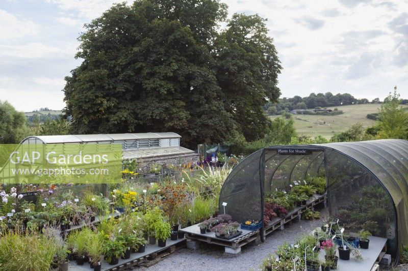 Plants for sale at Derry Watkins Special Plants Nursery.