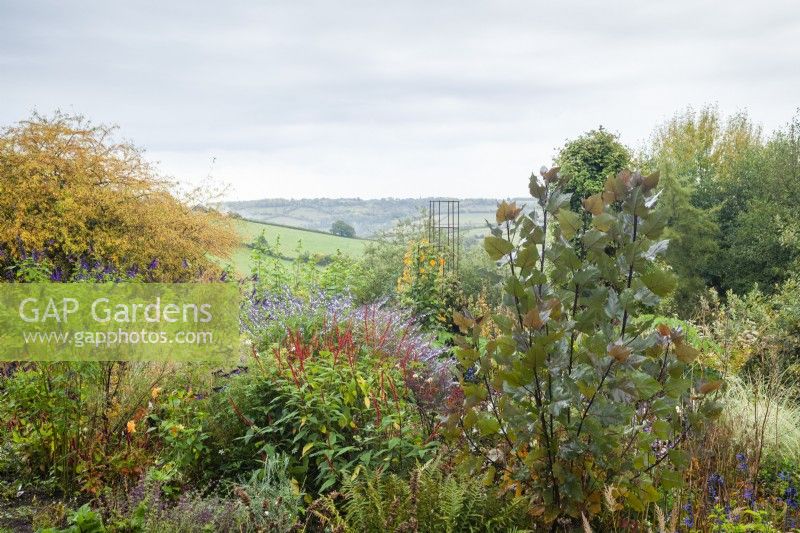 Mixed border with view of the countryside. Salvia 'Amistad', Salvia confertiflora and Populus 'Purple Tower'
