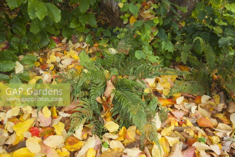 Polystichum setiferum 'Pulcherrimum Bevis' - soft shield fern - October