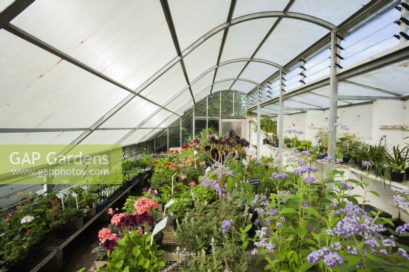 Nursery greenhouse with selection of tender perennials