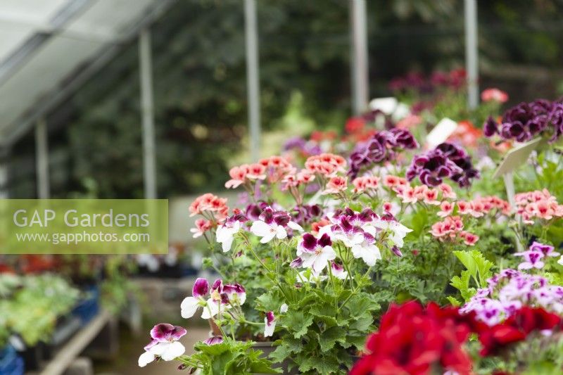 Nursery greenhouse with selection of pelargoniums