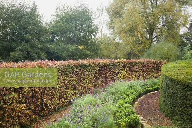 Shaped hedges of Fagus sylvatica 'Purpurea' and Taxus baccata with mixed Salvia planting.