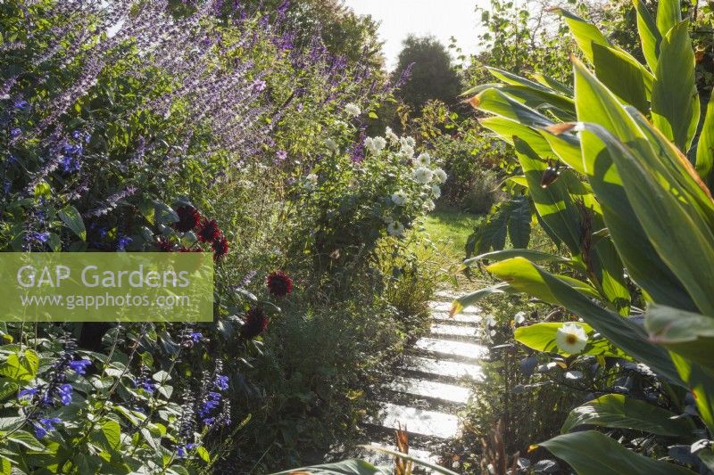 Path through the main flower beds, with Dahlia 'Karma Choc', Dahlia 'White Onesta', Salvia guaranitica 'Black and Blue' and Salvia 'Phyllis' Fancy'