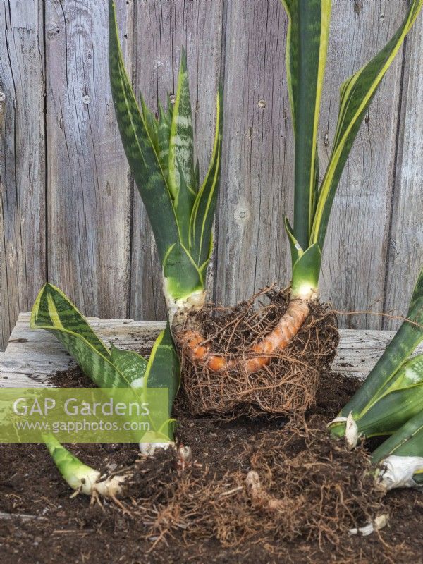 Divide potbound Sansevieria to make new plants to share - separate out plant offshoots