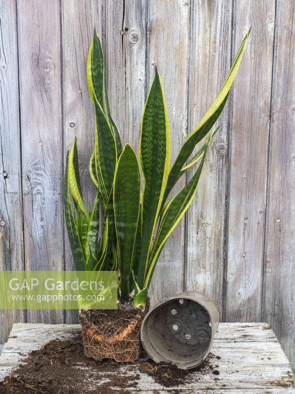 Divide potbound Sansevieria to make new plants to share