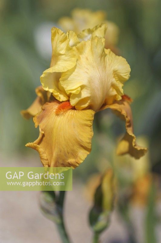 Tall Bearded Iris 'Spiced Custard' 
Hybridizer: John Weiler, 1987