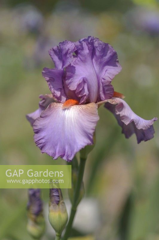 Tall Bearded Iris 'Glory Bound' 
Hybridizer: Roger Nelson, 1974
