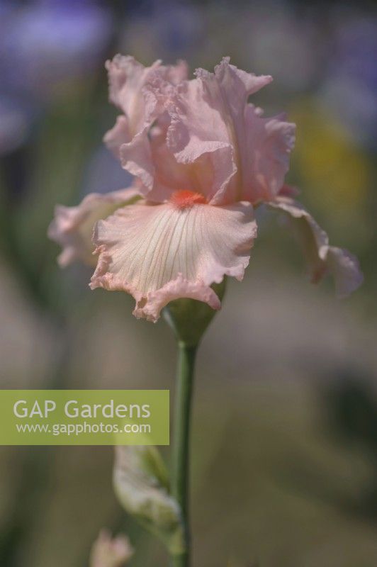 Tall Bearded Iris 'Lady Gretl Armitage' 
Hybridizer: Oscar Schick, 2003
