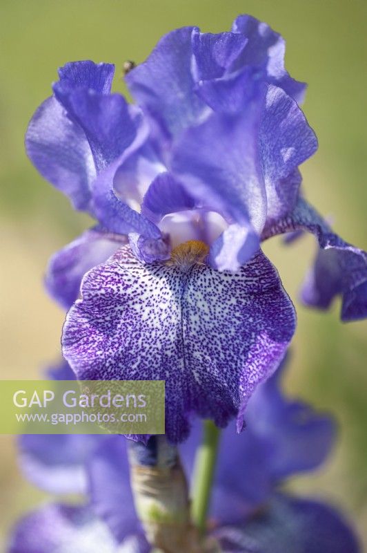 Tall Bearded iris 'Purple Pepper'
Hybridizer:  D. C. Nearpass, 1986
