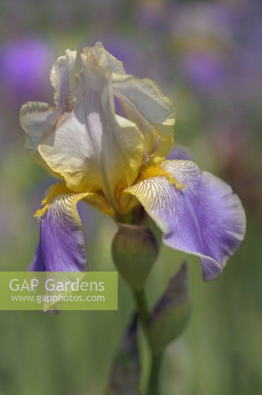 Historic Tall Bearded Iris 'Serenite'
Hybridizer: Ferdinand Cayeux, 1931
