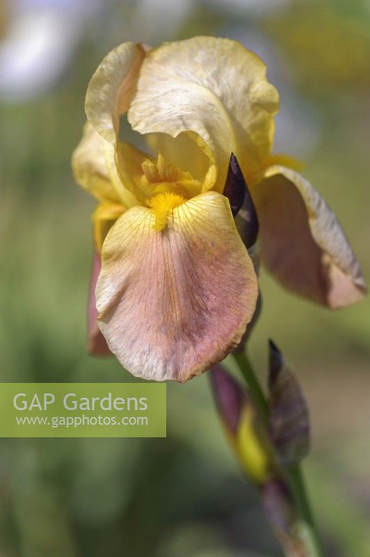 Historic Tall Bearded iris 'Hoosier Sunrise'
Hybridizer: Greig Lapham, R. 1940
