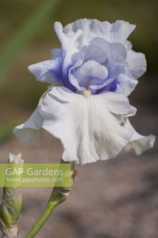 Tall Bearded Iris 'Little Much'
Hybridizer: Joseph Ghio, R. 1984
