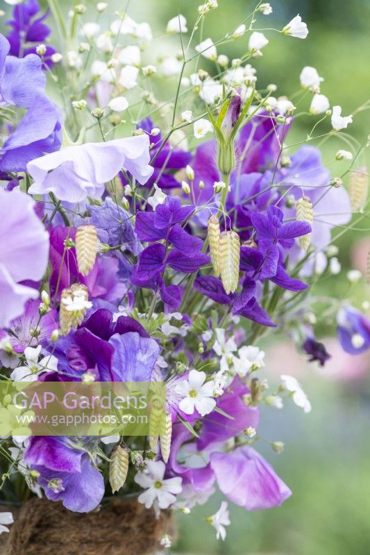 Bouquet of flowers containing Gypsophila elegans 'Covent Garden', Salvia viridis 'Blue Monday', Briza maxima, Lathyrus 'Matucana' and 'Midnight Blues' Sweet Peas