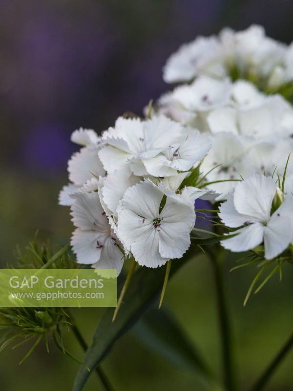Dianthus barbatus 'Albus' - Sweet Williams - June