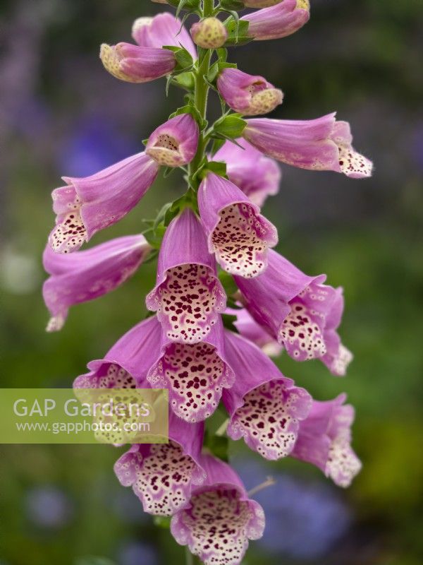 Digitalis purpurea 'Dotty Warm Rose' - Foxglove - July