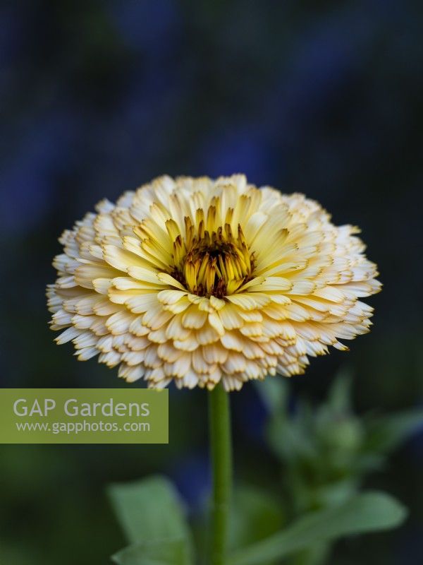 Calendula officinalis 'Buff Pygmy'- English Marigold - June