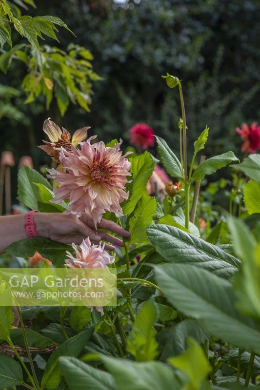 Hands holding Dahlia 'Penhill Watermelon' flowers ready to cut