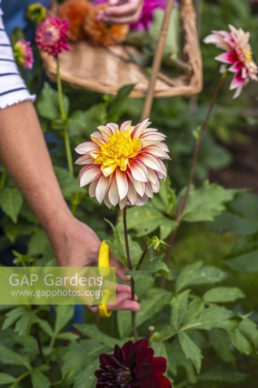 Hand holding Dahlia flower ready to cut with snips